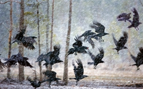 芬兰 ，库赫莫附近暴风雪中的乌鸦
