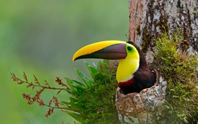 巢穴中的栗嘴巨嘴鸟，哥斯达黎加 