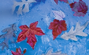 普莱斯湖中冰封的秋叶，北卡罗莱纳州朱利安·普莱斯纪念公园 