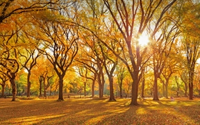 中央公园购物中心的美国榆树丛，纽约市 