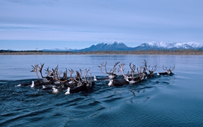 阿拉斯加 ，秋季迁徙时正在游过科伯克河的驯鹿