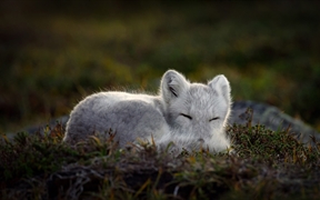 正在睡觉的北极狐 