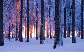 日落时分被雪覆盖的挪威云杉林，德国图林根 