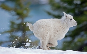 蒙大拿州西部的小雪羊 