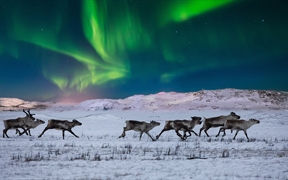 挪威苔原上的北极光和野生驯鹿 