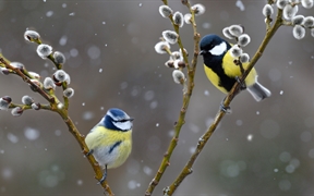 雪中的蓝山雀和大山雀，法国北孚日地区自然公园 