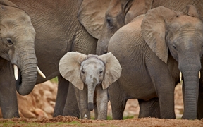 阿多大象国家公园中的非洲象，南非 