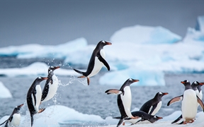 南极丹科岛附近的巴布亚企鹅 