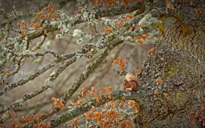 苏格兰高地上的欧亚红松鼠，苏格兰 