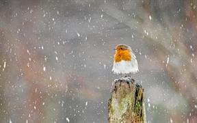 冬季暴风雪中的欧亚鸲，英格兰峰区国家公园 