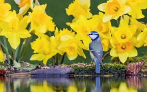 威尔士中部水仙花中的蓝山雀 