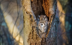 在树洞中休息的鸣角鸮，纽约马萨皮夸保护区 