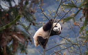 碧峰峡熊猫基地的大熊猫宝宝，中国四川 