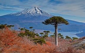 亚伊马火山与前景中的智利南洋杉，智利孔吉利奥国家公园 