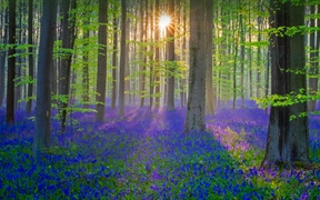 覆盖了Hallerbos森林地面的蓝铃花，比利时佛兰德 
