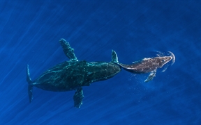 座头鲸妈妈将她熟睡的幼鲸推到水面，夏威夷毛伊岛 