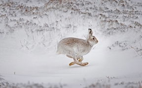 在白雪覆盖的高地上奔跑的雪兔，苏格兰 
