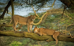纳库鲁湖周围森林中的两只母狮子，肯尼亚    