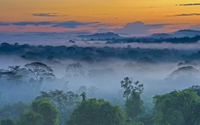 上弗洛雷斯塔附近晨雾中亚马逊雨林，巴西马托格罗索 