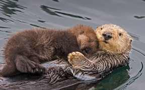 海獭妈妈和新生的幼崽，加利福尼亚州蒙特雷湾 