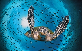 正在潜水的绿蠵龟，澳大利亚大堡礁 