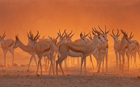 埃托沙国家公园内一处水坑附近的跳羚，纳米比亚 