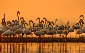 大型火烈鸟迁徙到淡水区，印度 