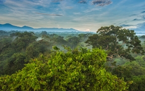 La Selva生物站热带雨林树冠上的黑嘴巨嘴鸟，哥斯达黎加 
