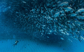 加利福尼亚湾中数千条杰克鱼成群游动，墨西哥普尔莫角国家公园 
