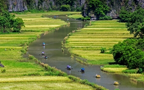 Ngo Dong河两岸的稻田美景，越南宁平省 