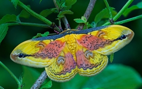 A Loepa oberthuri moth 