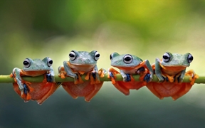 四只爪哇树蛙趴在树茎上，印度尼西亚