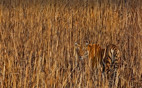 隐藏在高草丛中的老虎，印度阿萨姆邦 