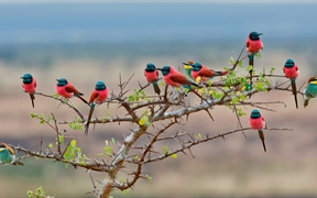 姆科马齐国家公园的北部胭脂红食蜂鸟和欧洲食蜂鸟，坦桑尼亚 