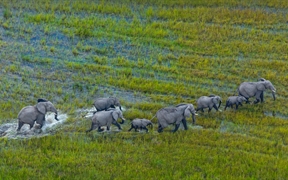 奥卡万戈三角洲上的非洲草原象群，博茨瓦纳 