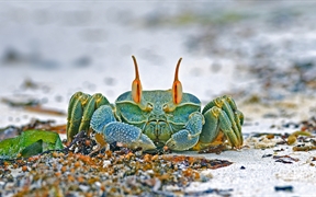 安斯海滩上的角眼沙蟹，塞舌尔普拉兰岛 