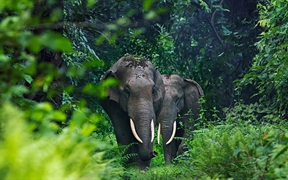 印度西孟加拉邦的亚洲象