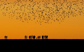 秋季在湿地上空迁徙的椋鸟群 