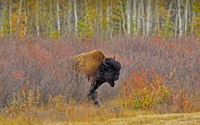 加拿大西北部的一头美洲野牛 