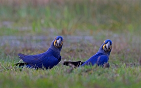 潘塔纳尔湿地的风信子金刚鹦鹉，巴西 