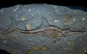 侏罗纪时期的鱼龙化石，英国多塞特 