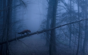 黑林山中的赤狐，德国 