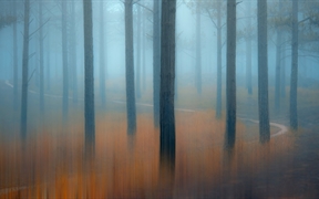 薄雾笼罩的松树林，越南 