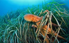 海草中的章鱼，法国利翁湾 