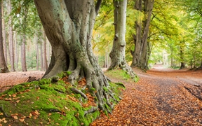 古老的水青冈树，英国北安普顿郡 