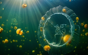 海月水母和一群无刺的黄金水母，印度尼西亚 