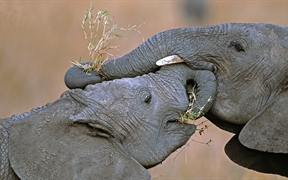 马赛马拉国家保护区中的非洲草原象，肯尼亚 