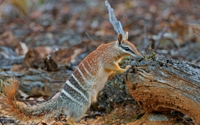 布鲁克顿的一只雌性袋食蚁兽，西澳大利亚州 