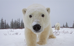 好奇地看着相机的北极熊，加拿大丘吉尔镇 