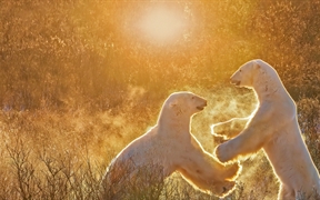 两只玩耍的北极熊，加拿大丘吉尔镇 